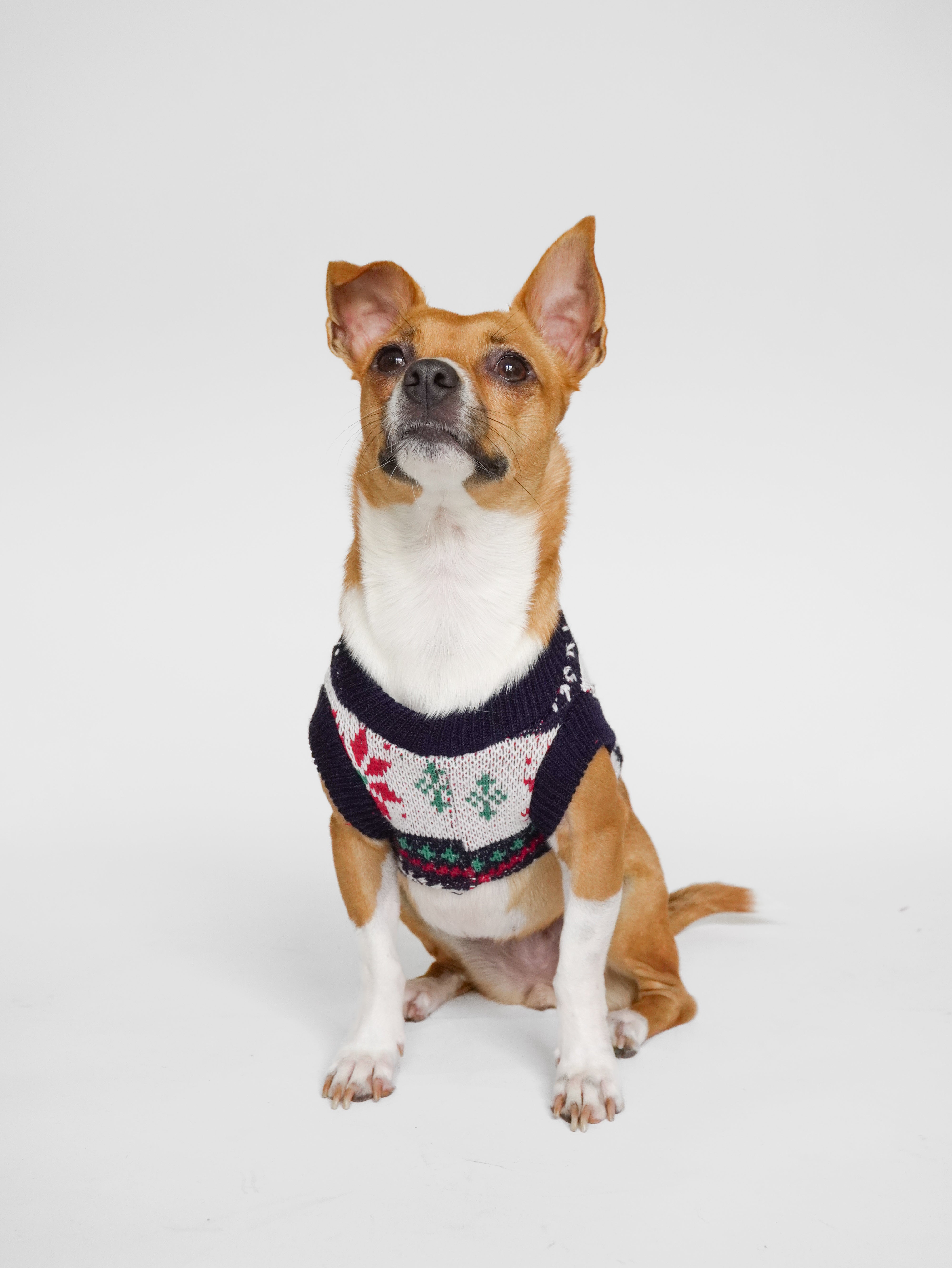 Abrigo Navideño Tendenza Mascotas Quebec R/V Xmas-MA275