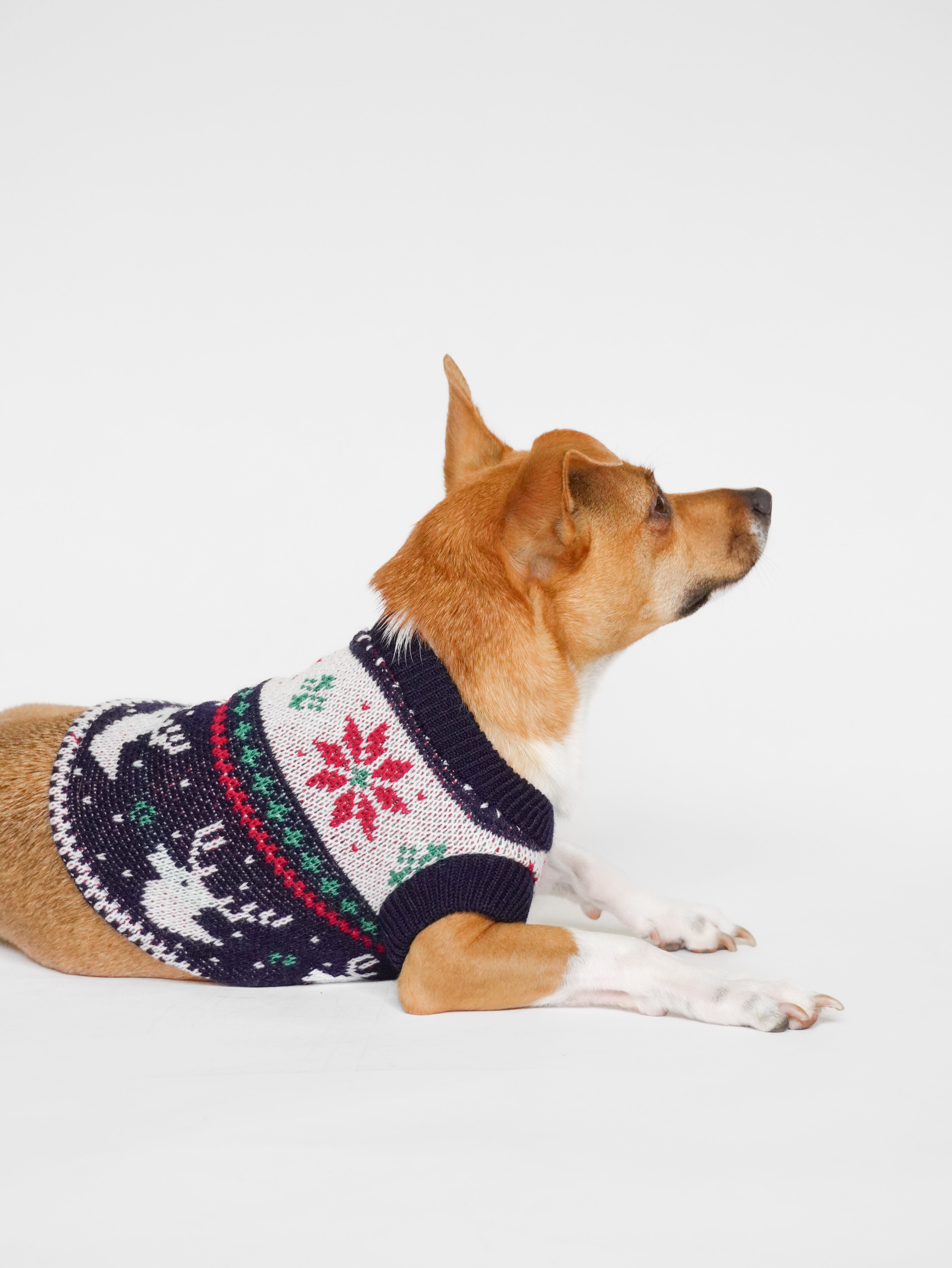 Abrigo Navideño Tendenza Mascotas Quebec R/V Xmas-MA275