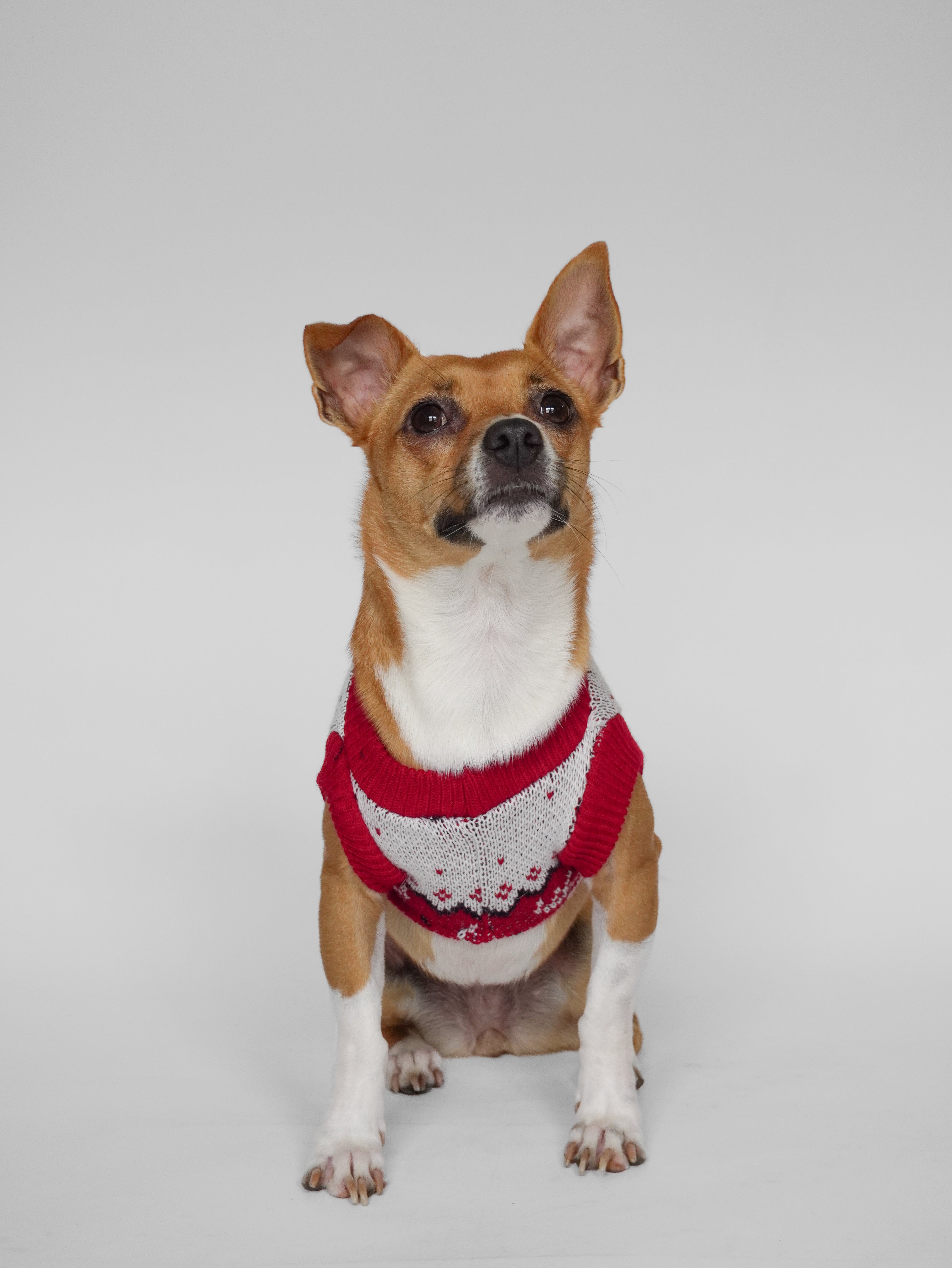 Abrigo Navideño Tendenza Xmas-MA278